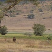  Ngorongoro Crater, TZ